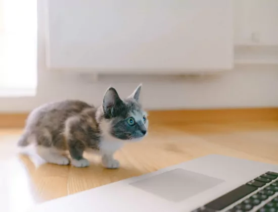 Katze vor MacBook