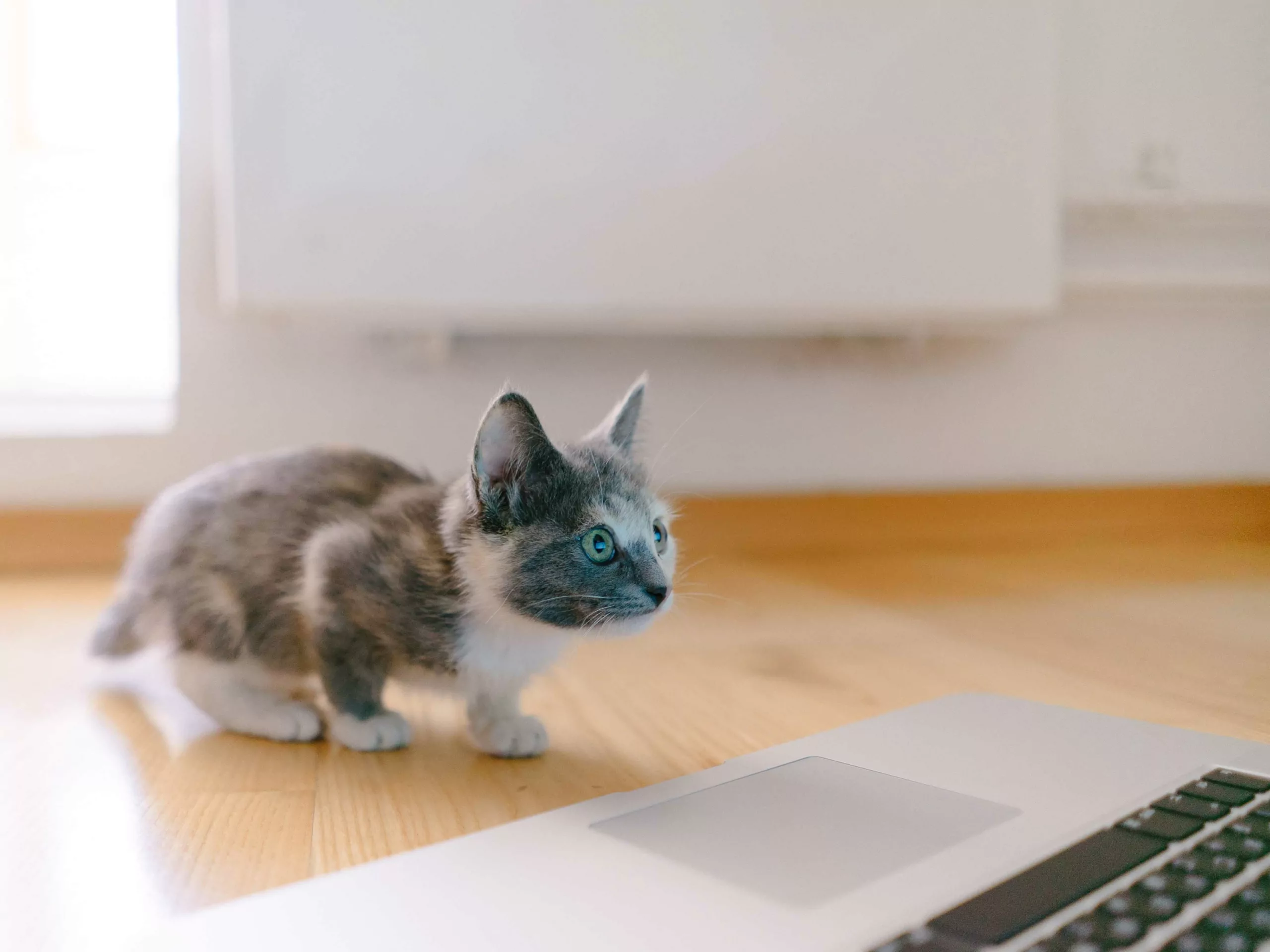 Katze vor MacBook